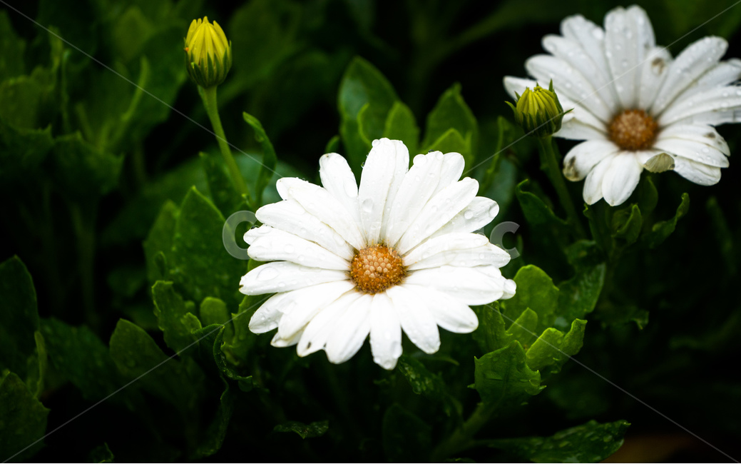 꽃,데이지,흰색,flower,white,식물,자연,식물,자연,plants,nature,꽃,flower