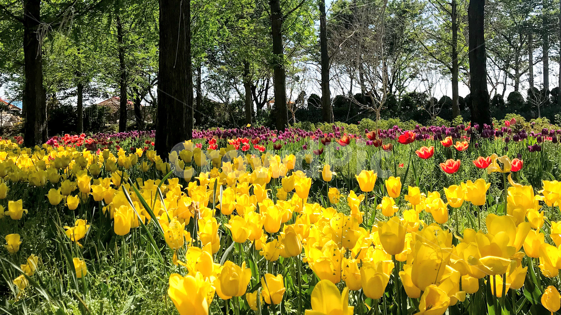 아산세계꽃식물원,튤립,튤립밭,plant,식물,꽃,flower,tulip,blossom,식물원,정원