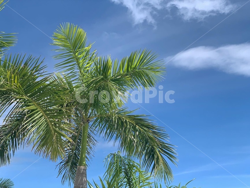 여름,야자수,summer,나무,palmtree,plant