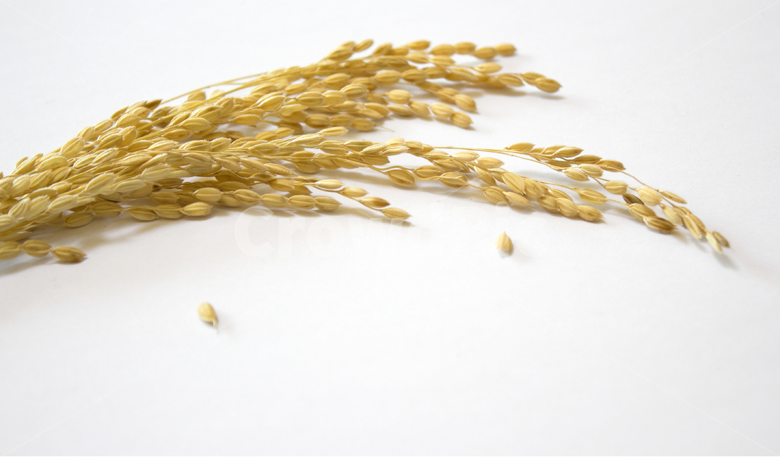 쌀,벼,곡식,곡물,음식,식재료,요리,이삭,곡류,rice,cereal,dry,ear,farming,food,gold,grain,harvest,isolated,korea,meal,nutrition,organic,plant,seed,yellow,cook,cook화이트,흰색,하얀색,흰배경,쌀알,알갱이,볍씨,씨,씨앗,열매,쌀알갱이,식물,자연,탑앵글,탑뷰,음식,식재료,요리,food,cook,meal,dishes,food reserves,곡류,곡식,cereals,누끼,remove background