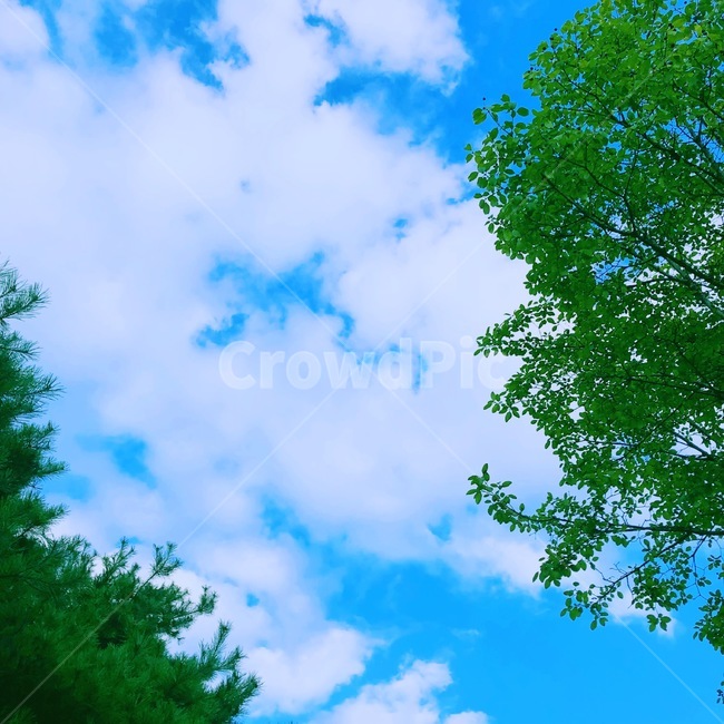 tree,나무,plant,식물,하늘,sky,구름,파란하늘,하굣길,색감,자연,풍경,nature,landscape