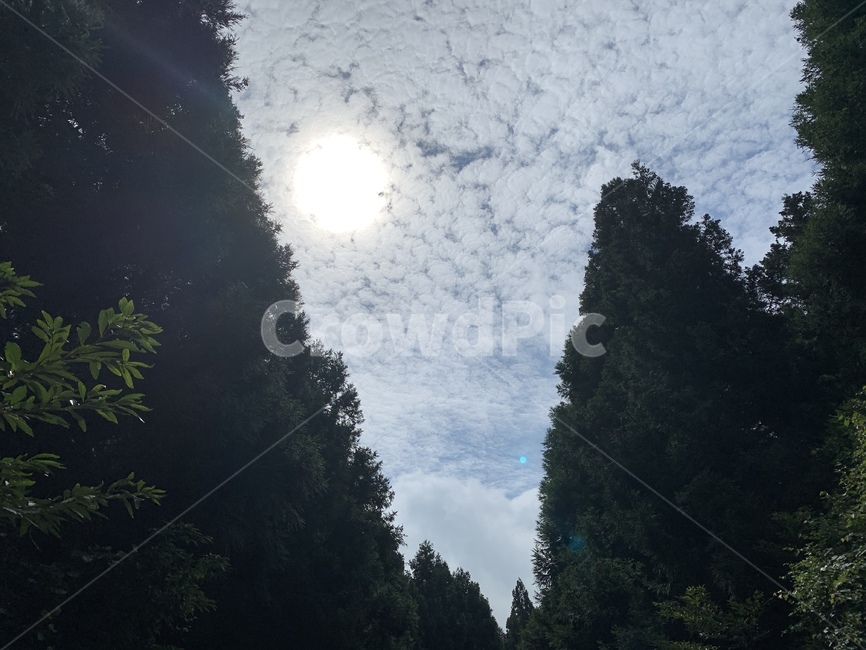 산,하늘,자연,제주,사려니숲길,날씨