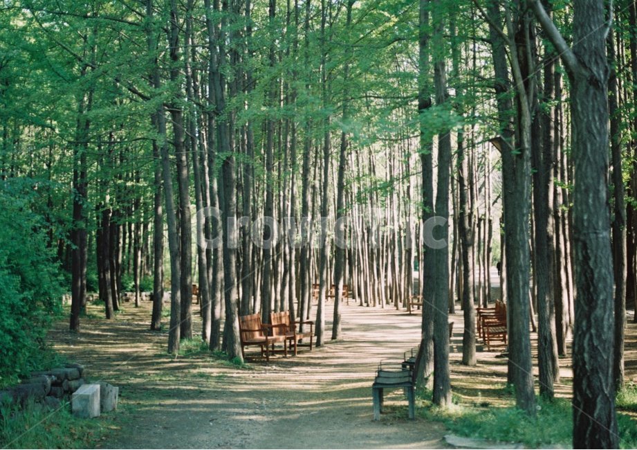 가로수길,나무,숲,오솔길,공원,잔디
