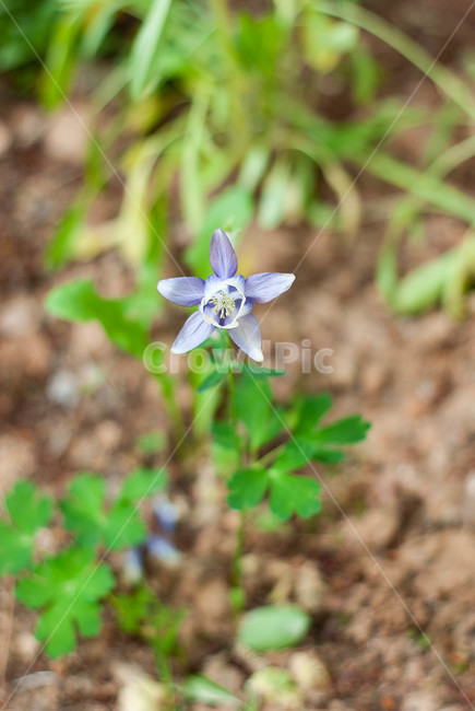 컬러,꽃,flower,여름,감성
