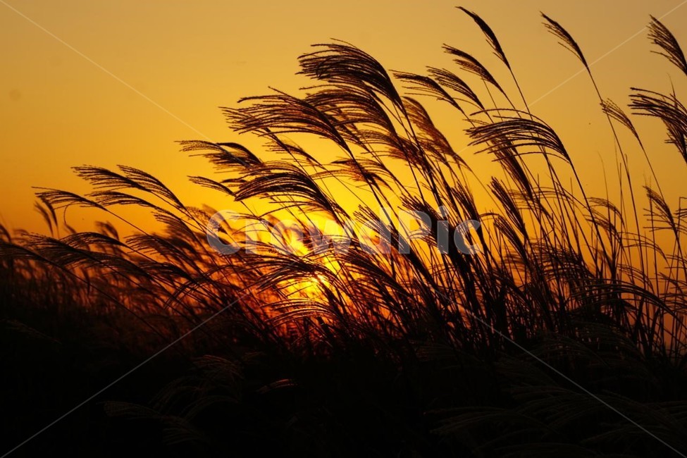 가을,억새,식물,자연,일몰,태양,nature,fall,감성,서정,autumn,가을,계절,fall,autumn,season,자연,풍경,nature,landscape,grass,잔디,plant,outdoors,옥외