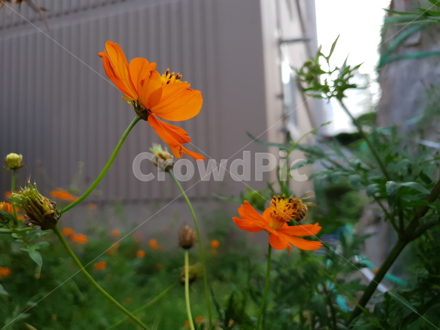꽃,flower,가을,벌,코스모스,황화코스모스,식물,자연,plants,nature,꽃,flower,곤충,벌레,insect,bug