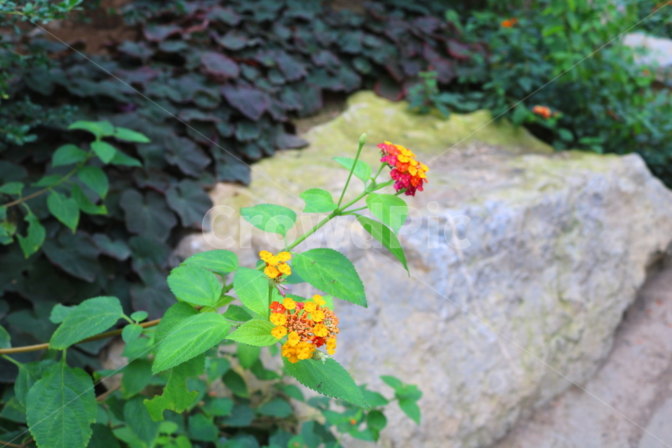 란타나,꽃,란타나꽃,식물,열대식물,란타나카마라,마편초과,자연,식물,자연,plants,nature,꽃,flower