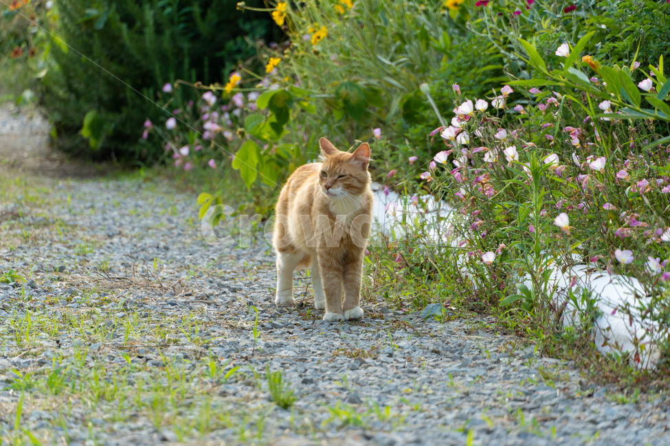 길고양이,반려묘,노랑이,노란색고양이,고양이,동물,animal,포유류,mammal,고양이,cat,kitten,kitty