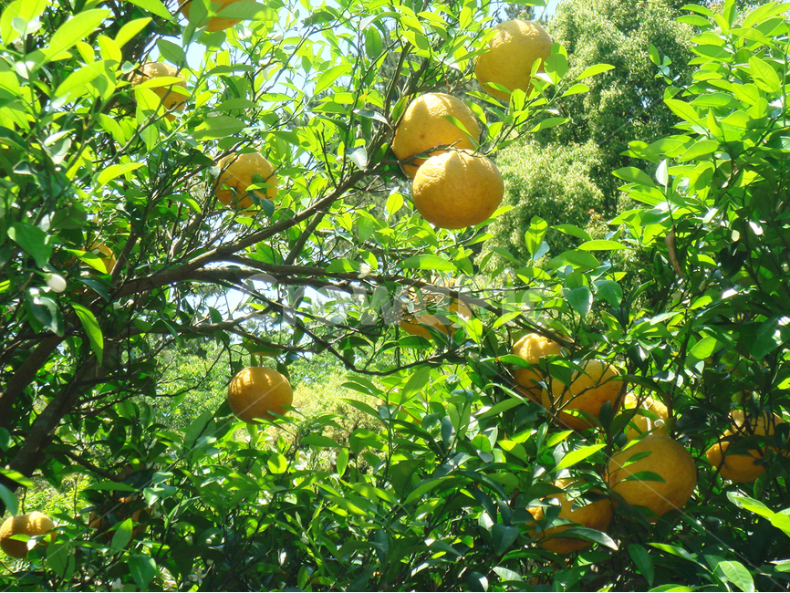 귤,감귤나무,감귤,과일,자연,citrusfruit,fruit,식품,plant,grapefruit,식물,produce