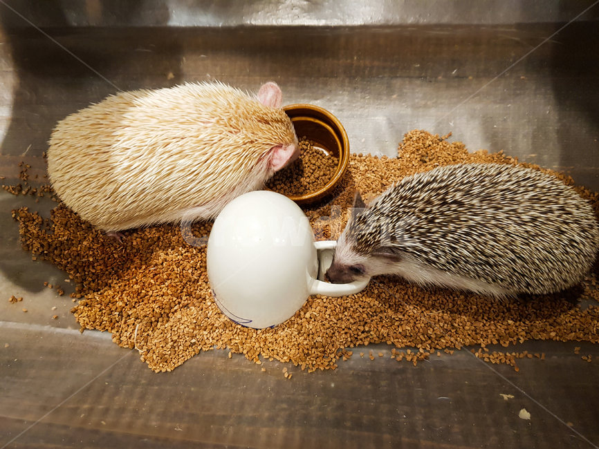 고슴도치,hedgehog,감성,애완동물,동물,펫,pet,귀여운