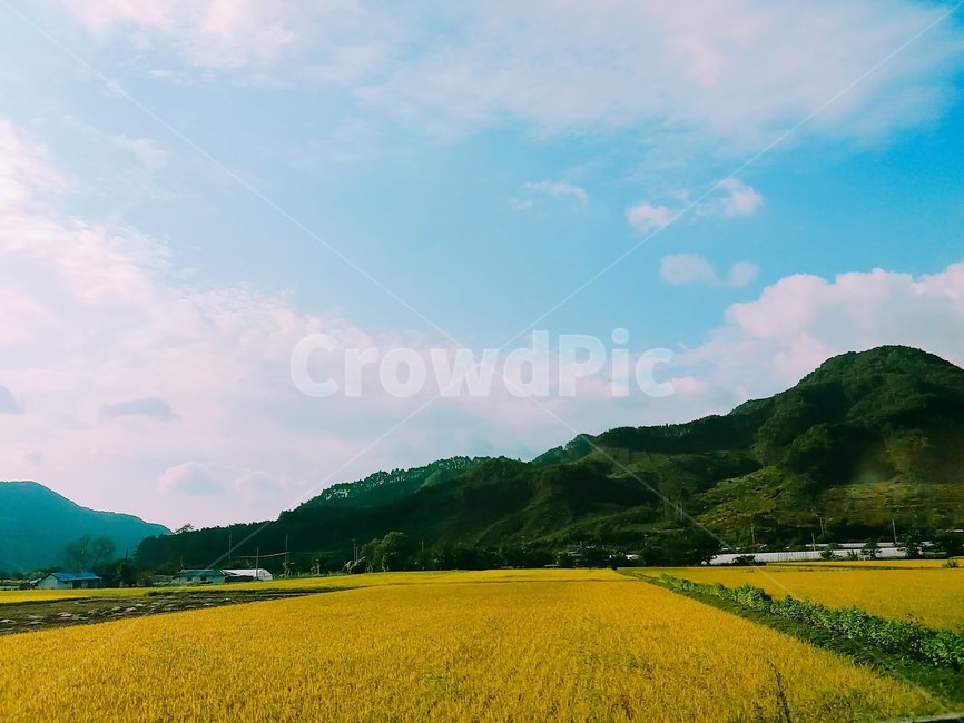 grassland,field,들,outdoors,옥외,nature,자연,countryside,한지방,rural,농촌,farm,농장,meadow,가을,자연,풍경,nature,landscape