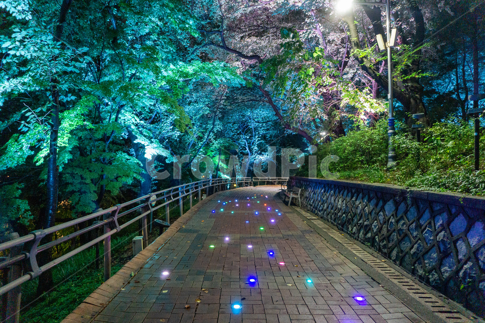자유공원,인천,야경,산책로,숲길,나무,led,공원,자연,수풀,오솔길,산길,숲,밤,night,가로등,산책,park,길,통행로,거리,보행로,보도,path,way,walkway