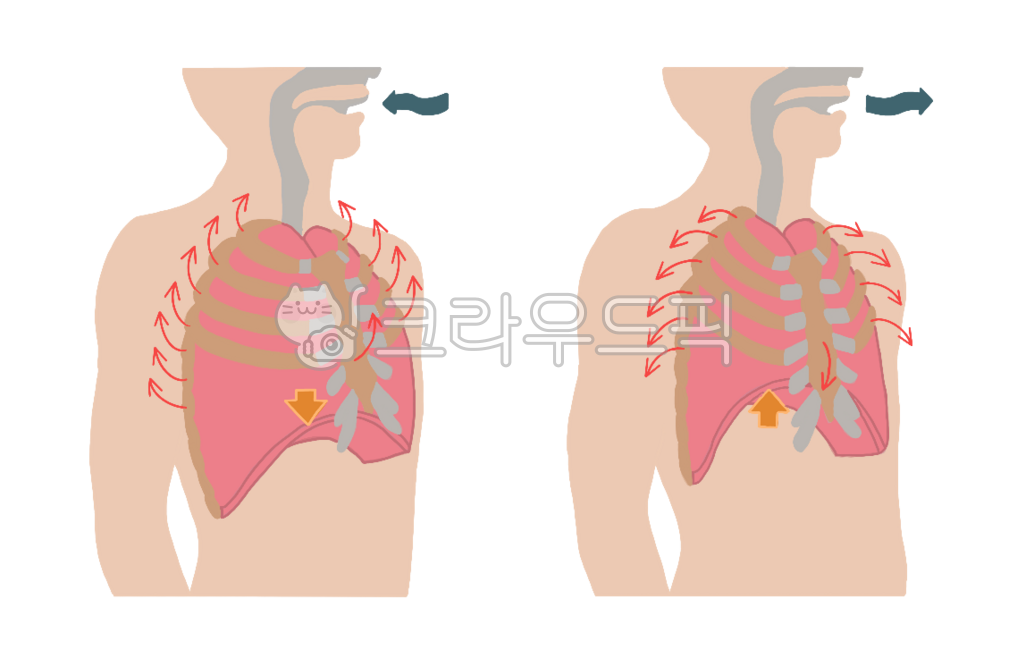 Breathing,lungs,Pilates breathing,human body,breathing diagram