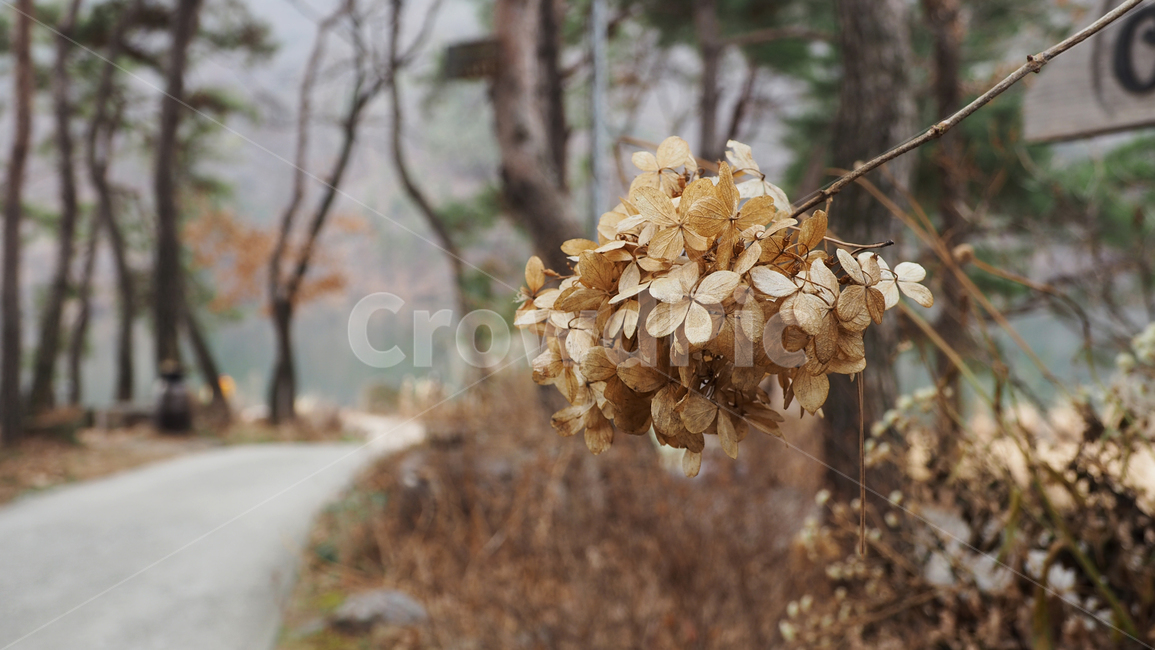 야생화,식물,야외,wildflower,plant,outdoor