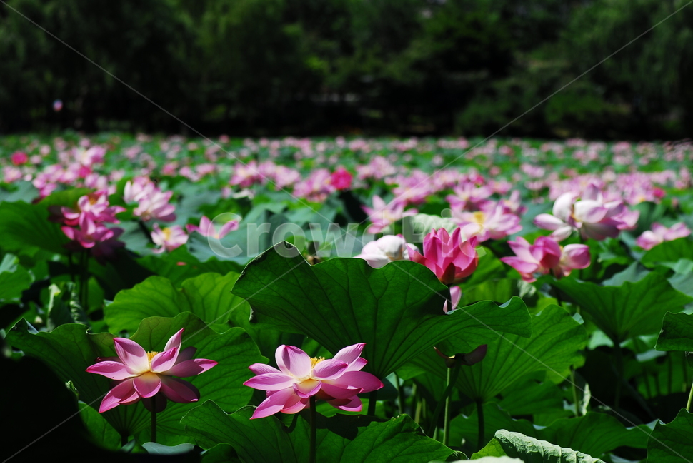 꽃,연꽃,궁남지,불교,여름,식물,자연,plants,nature,꽃,flower