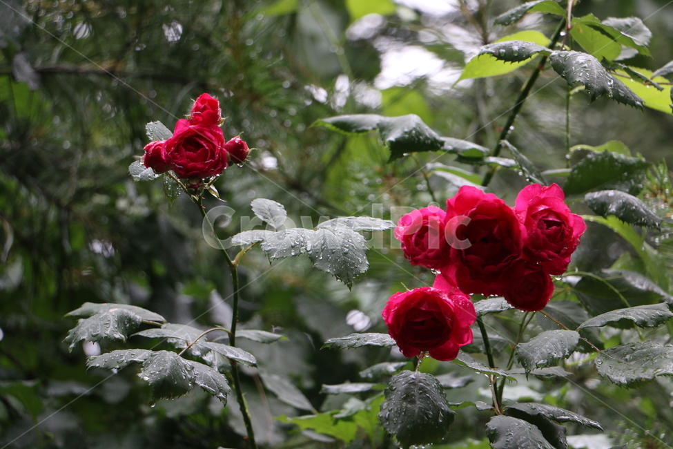 장미,rose,꽃,flower,dewdrop,이슬,식물,자연,plants,nature,꽃,flower