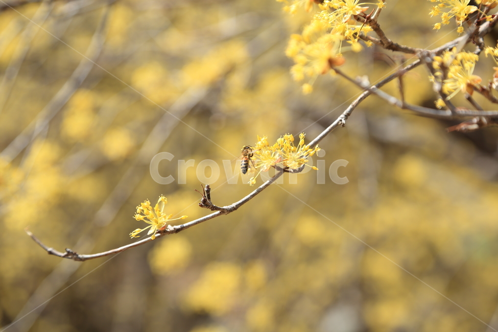구례,하동,구례산수유축제,산수유,산수유꽃