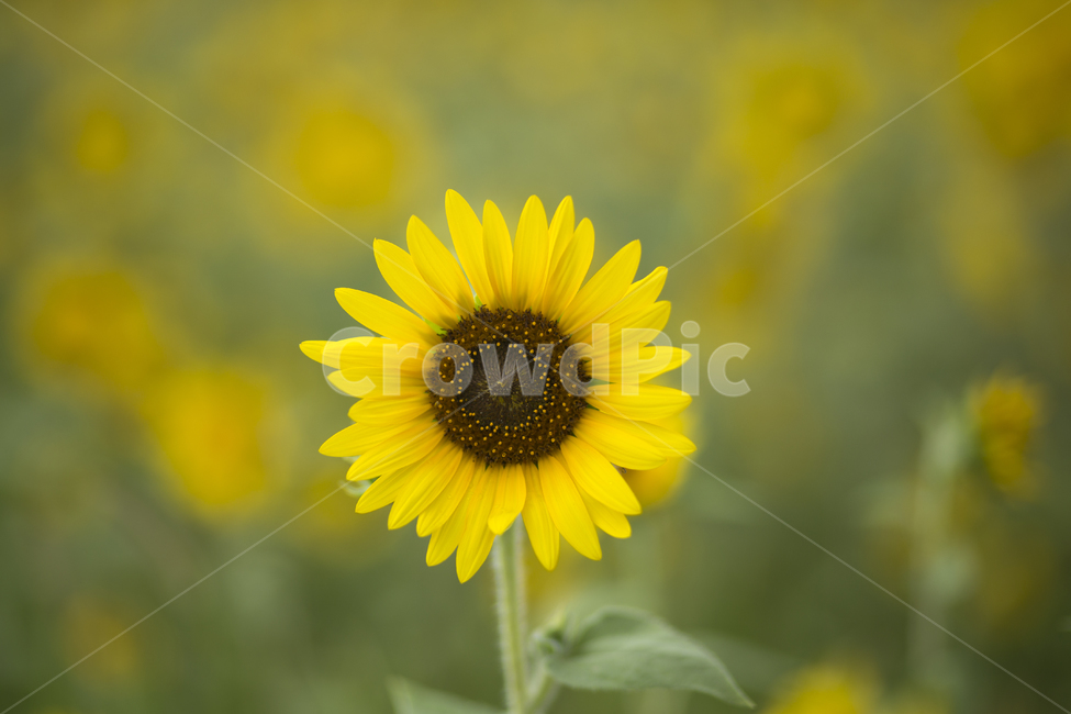 해바라기,꽃,식물,노란색,여름,식물,자연,plants,nature,꽃,flower
