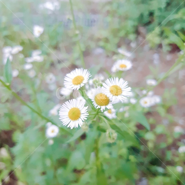 꽃,잡쵸,풀,화단,꽃말