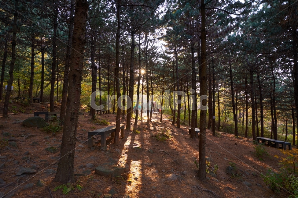 자연,망우산,숲,햇살,힐링,걷기,등산,벤치,휴식,나무,중랑둘레길,서울둘레길,둘레길,자연,풍경,nature,landscape,식물,plants,나무,trees,wood,휴식,힐링,rest,relaxation,healing,ground,바닥,tree,plant,woodland,삼림지,vegetation,초목,forest,outdoors,옥외,land,땅