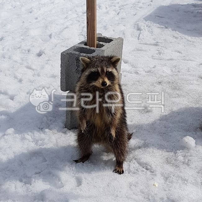raccoon,cute animals,wild,cute,wildlife