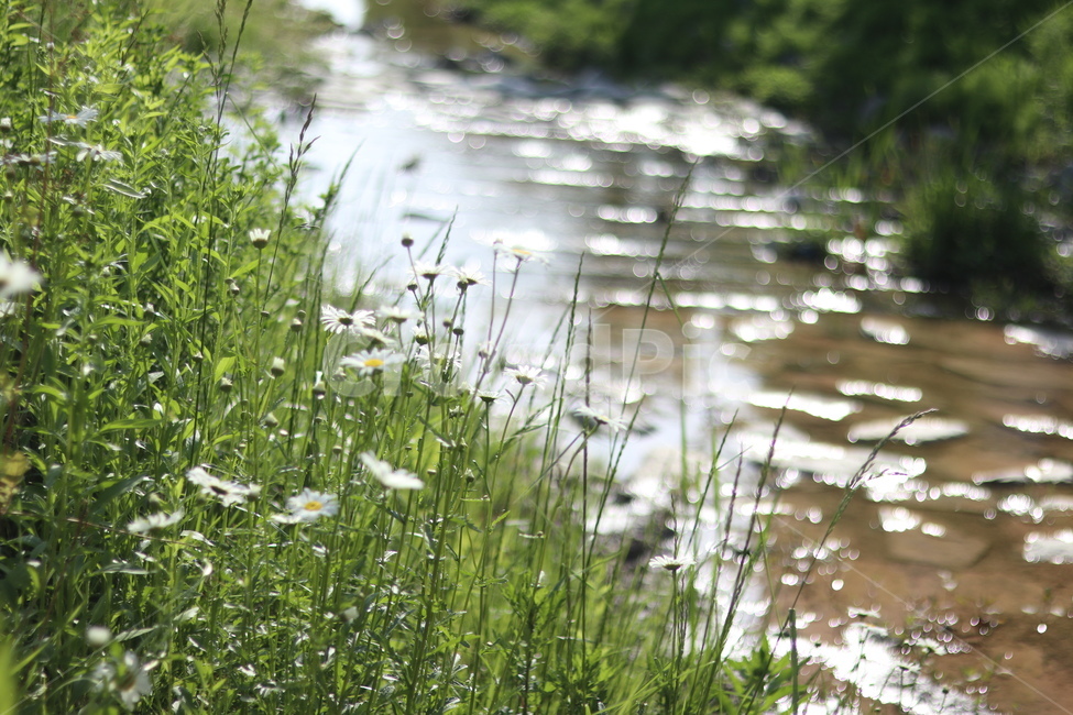 보케,빛,물,푸르름,맑음,자연,풍경,nature,landscape,식물,plants,outdoors,옥외,water,land,땅,plant,grass,잔디