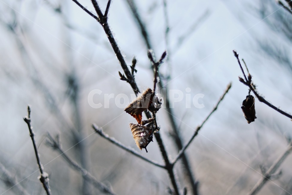 나무,낙엽,눈,겨울,나뭇가지,winter,snow