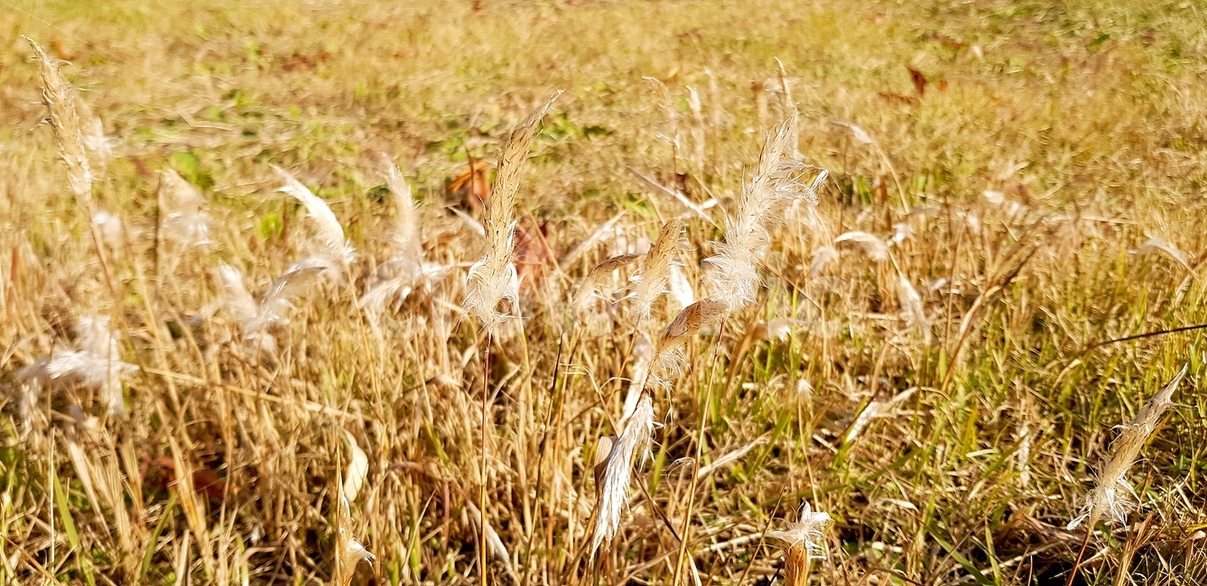 식물,갈대,잎,가을,자연,잔디,식물,자연,plants,nature