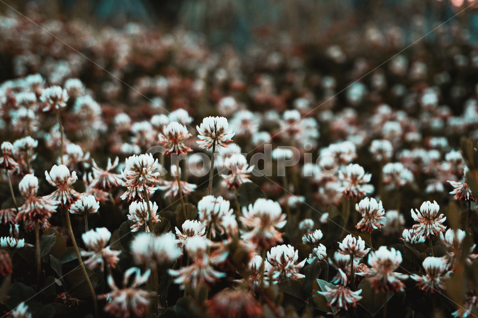 꽃,토끼풀,식물,flower,brght