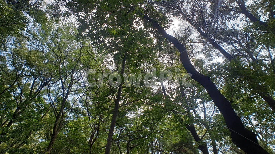 숲,초록,나무,자연,하늘,숲속