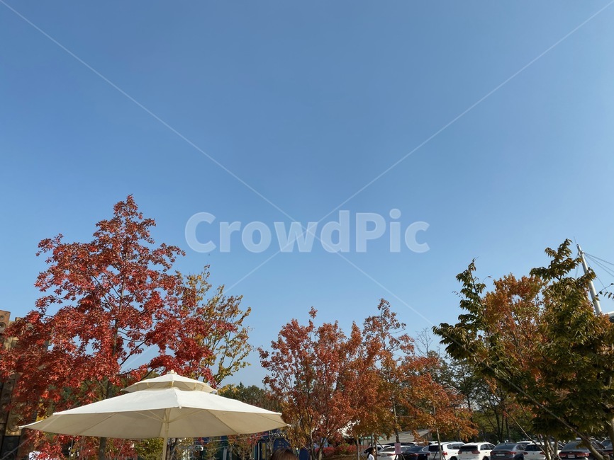 가을하늘,단풍,나무,하늘,sky,fall