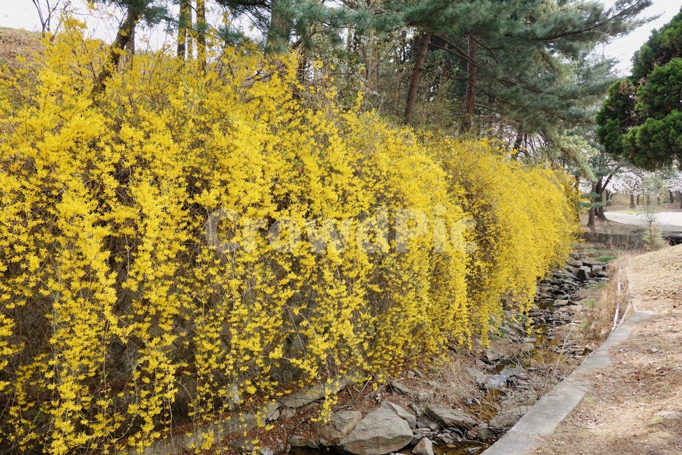 개나리,노란꽃,꽃놀이,봄,꽃,plant,flower,spring,yellowflower,식물,현충원