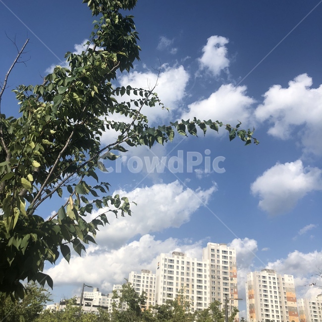 하늘,자연,풍경,빛,구름,햇빛,맑음,가을하늘,나뭇잎,여름