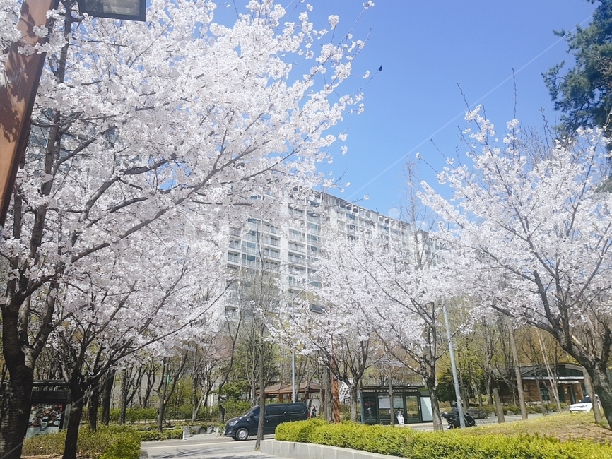 봄,벚꽃,공원,하늘,sakura,spring,flower,봄,계절,spring,season,plant,식물