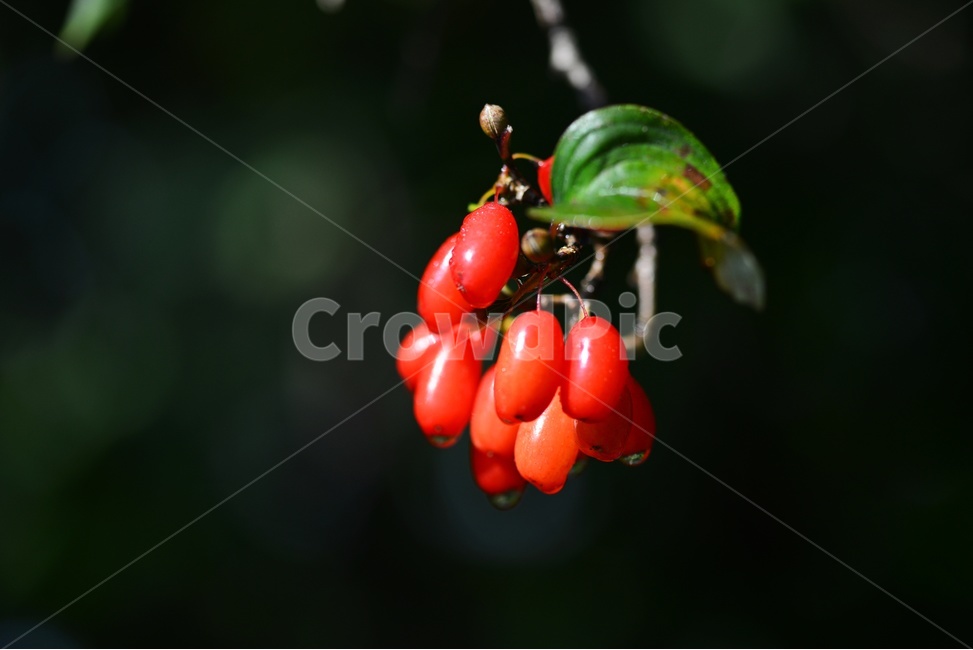plant,식물,food,음식,fruit,과일,산수유,열매,산수유열매,약용식물,건강식품,결실,빨강색,비,물방울,가을,과일,열매,fruit