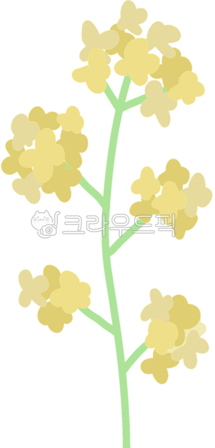 꽃,봄꽃,식물,자연,노란색,그림,노란꽃,유채,제주,제주도,봄,손그림,노랑,유채꽃