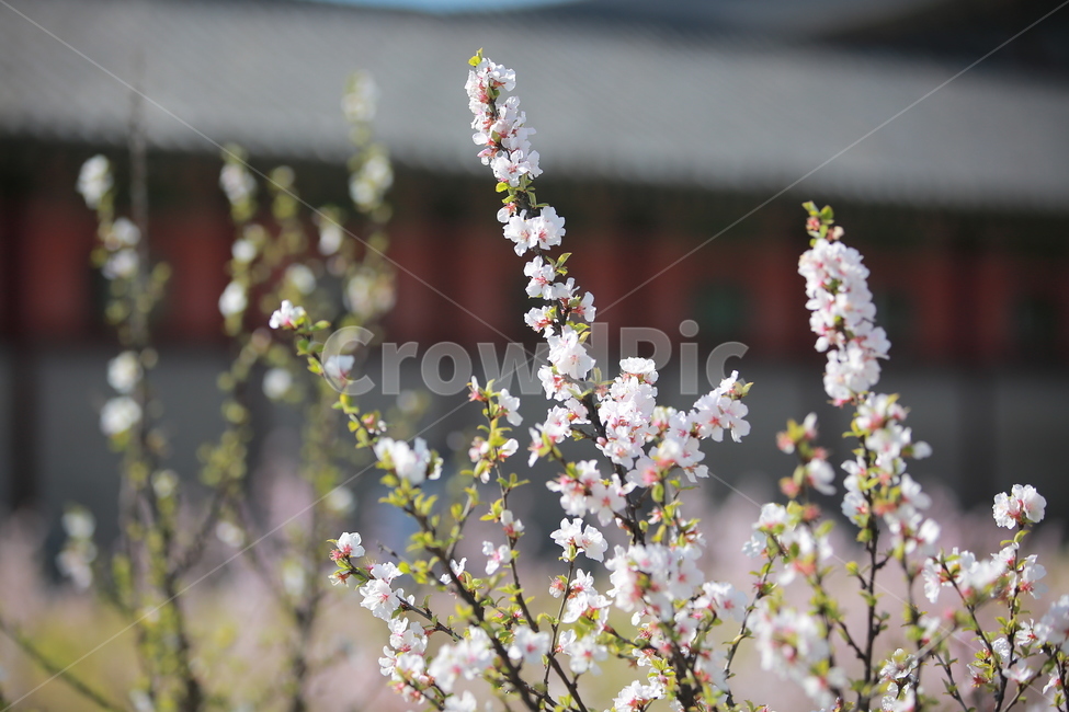 벚꽃,봄,새싹,하늘,벚꽃놀이,꽃,맑음,오막삼,캐논,5dmark3,봄,계절,spring,season,식물,자연,plants,nature,꽃,flower,plant,blossom