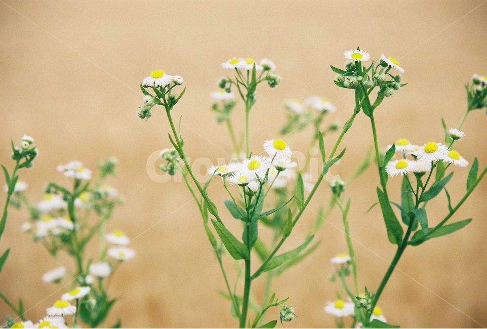 민들레,생명력,꽃,봄,flower,식물,자연,plants,nature,꽃,flower,감성,sensible,feeling