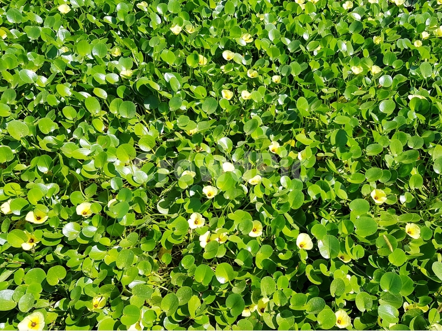 부레옥잠,waterhyacinth,물옥잠,풀밭,풀