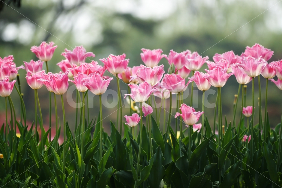 식물,꽃,튤립,분홍,대비,색감,Tulip,녹색,군락,식물,자연,plants,nature,봄,계절,spring,season,꽃,flower,plant,blossom