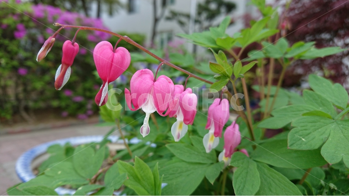 꽃,나무,풀,금낭화,그린,녹색,핑크색,봄,봄,계절,spring,season,식물,자연,plants,nature,꽃,flower,geranium,제라늄,blossom,plant