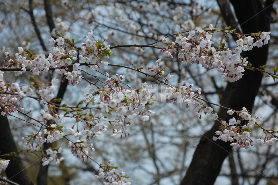 벛꽃,꽃나무,꽃놀이,나들이,벚꽃나무,봄,계절,spring,season,plant,식물,flower,꽃,blossom