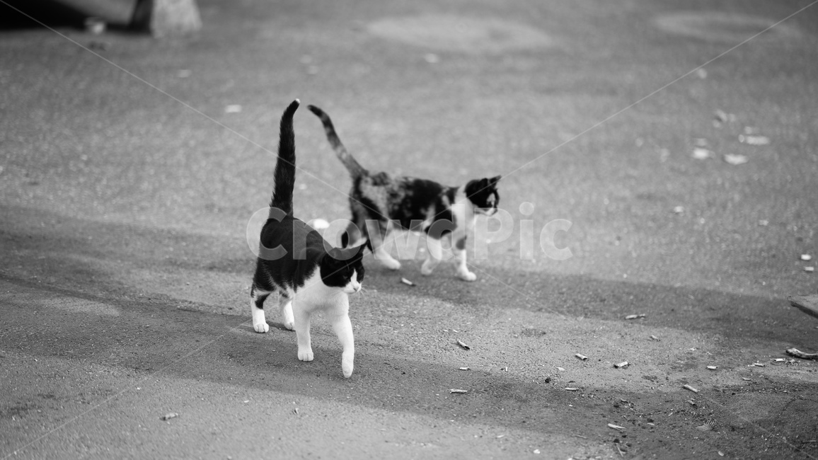 고양이,cat,pet,동물,길고양이,길냥이,animal,포유류,흑백,동물,animal,포유류,mammal,고양이,cat,kitten,kitty,흑백,모노톤,monochrome,black and white