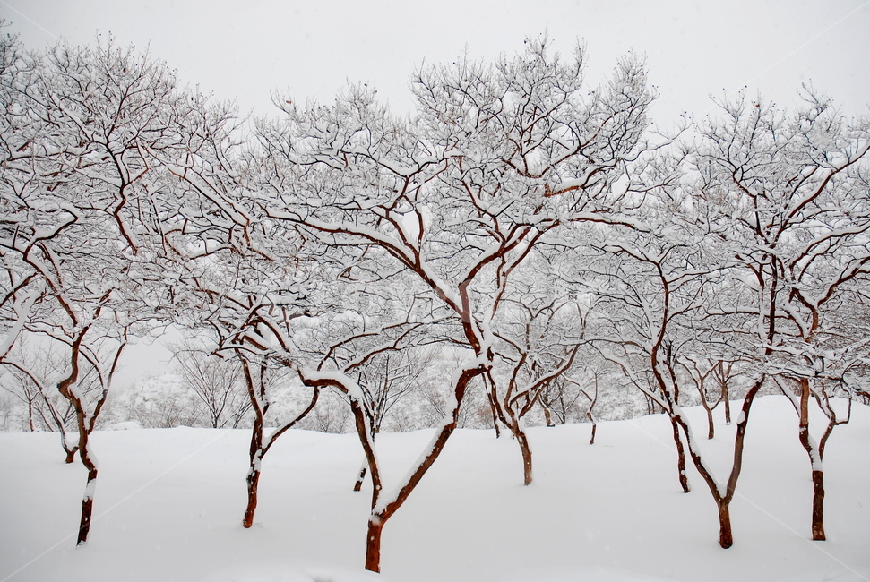 백일홍,설경,눈온뒤,앙상한가지,눈,겨울,계절,winter,season,자연,풍경,nature,landscape,blizzard,눈보라,storm,폭풍,outdoors,옥외,snow