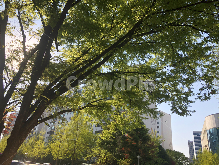 나무,햇살,초록나무,가로수,하늘,맑음