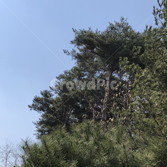 나무,솔나무,풍경,자연,tree,pinetree,scenery