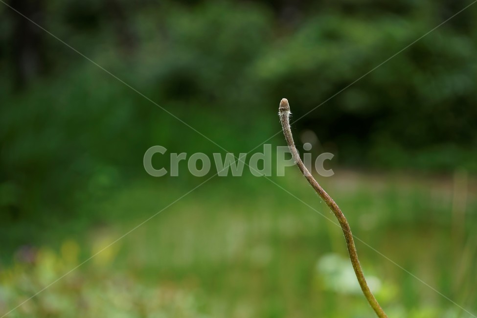 할미꽃,낙화,자연,식물,flower