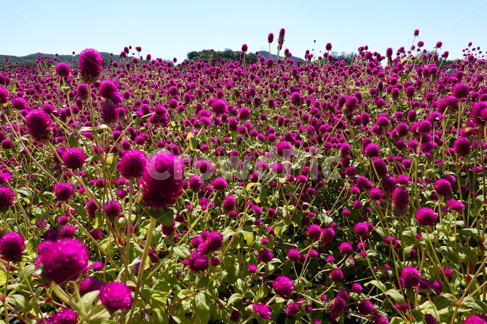 천일홍,보라색,꽃,꽃밭,꽃축제,보라꽃,식물,자연,plants,nature,꽃,flower