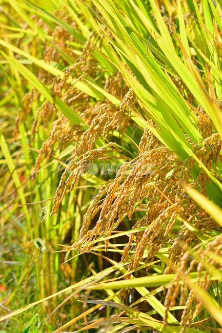 벼,쌀,곡식,결실,노랑색,가을배경,시즌,계절,season,rice,plant,yellow,golden,금색,황금색,누런벼,잘익은,가을분위기,가을서정,논농사,농작물,농업,산업,주식,벼이삭,벼포기,9월,10월,곡류,곡식,cereals,농업,농사,agriculture,farming,farming industry