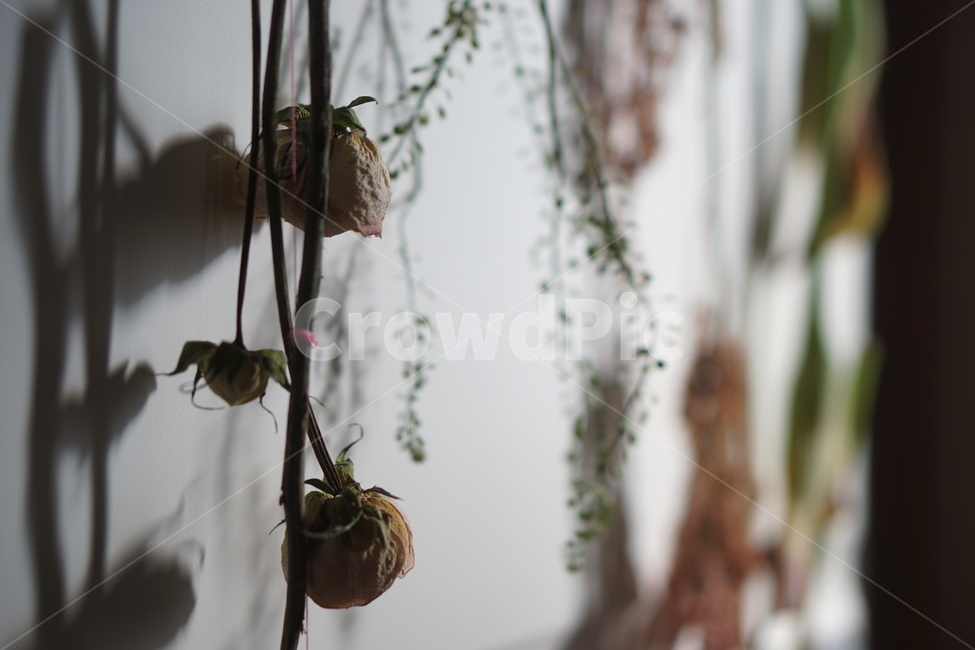 꽃,꽃말리기,floraldesign,flowerarrangement,blossom,핸드부케,부케말리기,plant,식물,꽃,flower